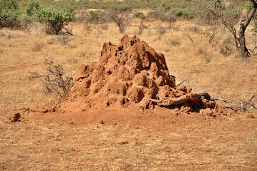 Termitiera na sawannie (Afryka)