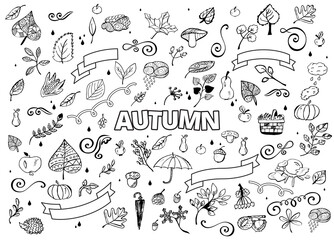 set of Different Hand Drawn Autumn Design Elements. Autumn Doodle Illustration. Autumn Doodles. Coloring book. Leaves, curls, mushrooms, hedgehog, chestnut