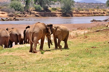 Rywalizujące młode samce słoni afrykańskich (Loxodonta africana). Rezerwat Sambutu (Kenia) © Lancan