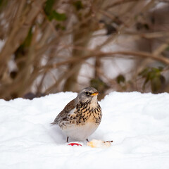 Fieldfare (Turdus pilaris) in Winter
