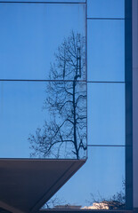 Reflections of trees in the glass