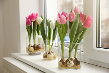 Beautiful tulips with bulbs on window sill indoors © New Africa