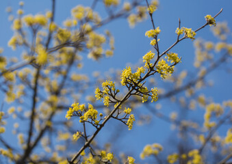 Flowering dogwood branches, yellow small flowers against a blue sky. Spring season. Sunny day. Spring joy