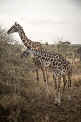 Two giraffes eating from the tree