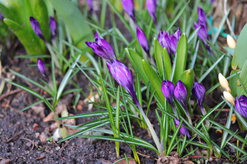 Spring purple crocus flowers, beautiful spring background
