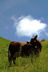 Vache montbéliarde dans les alpages du Grand-Bornand, Alpes, France