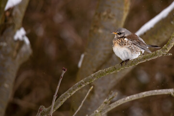 Fieldfare (Turdus pilaris) in Winter