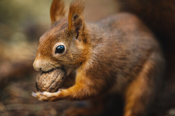 Walnut Eating Squirrel Close Up 