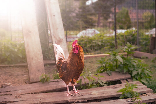 Rooster in the garden.Summer shot.High quality photo