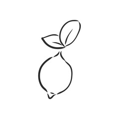 Hand drawn vector lemon slice, piece, on light background. lemon, vector sketch illustration