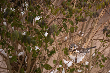 Fieldfare (Turdus pilaris) in Winter