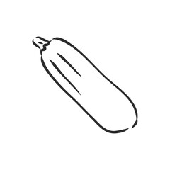 Zucchini. Vector hand drawn vegetables isolated on white background. zucchini, vector sketch illustration