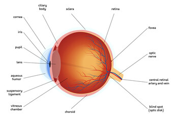 Human eye anatomy diagram, medical educational cross section illustration. Isolated on a white background.