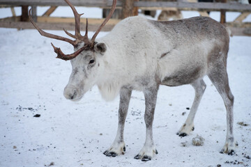 reindeer in winter in the corral