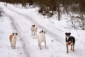 A flock of homeless dogs on the road in the forest in winter.