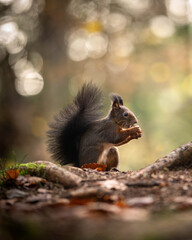 Feeding A Squirrel With A Walnut