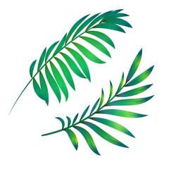 Fototapeta na wymiar Green tropical palm leaves, set isolated on white background. Vector illustration