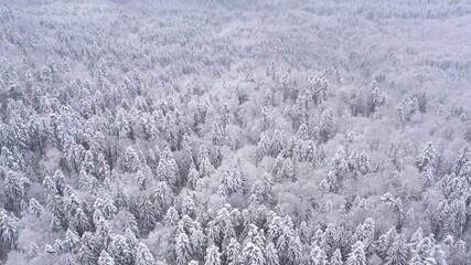 Aerial drone view of a frozen forest with snow covered pine and fir trees at winter. Flight above winter snowy forest in mountains, top view. UHD 4k video