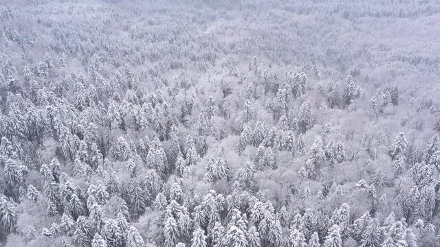 Aerial drone view of a frozen forest with snow covered pine and fir trees at winter. Flight above winter snowy forest in mountains, top view. UHD 4k video