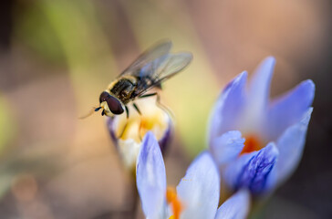 Honey bee pollinates white pink crocus flower blossom on a spring day. Collecting nectar from a flower