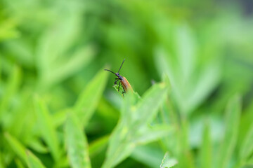 A brown beetle sits on a plant on a green blurred background. Macro, close up