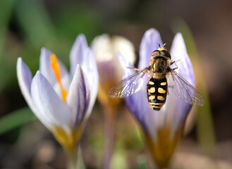 Honey bee pollinates white pink crocus flower blossom on a spring day. Collecting nectar from a flower
