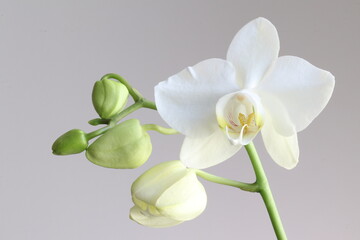 Naklejka na ściany i meble Beautiful decorative tropical flower orchid close-up.