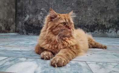 "Little Puss without Boots"! My Pet is a Persian cat, having a long haired silky coat, short muzzle, Slightly flat & round face with a short nose, muzzle & big round eyes.