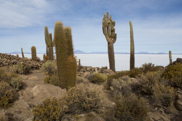 cactus in the salt desert