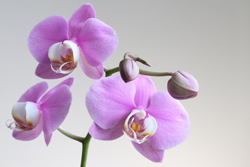 Obraz na płótnie Canvas Beautiful decorative tropical flower orchid close-up.
