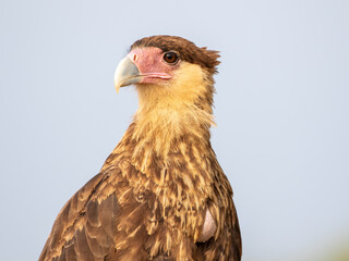 Freigestellter Vorderkörper eines Schopfkarakara frontal mit sichtbarem Kropf