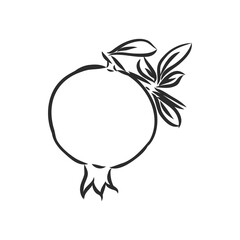 fruit pomegranate set hand drawn vector illustration realistic sketch. garnet vector sketch illustration