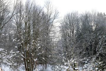A tree branch covered with snow. Freezing day. Close-up.