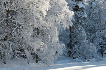 Frozen white birch branches with falling frost in the air