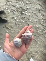 Image of beautiful seashells found on a sandy beach 