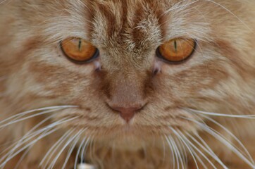 "Little Puss without Boots"! My Pet is a Persian cat, having a long haired silky coat, short muzzle, Slightly flat & round face with a short nose, muzzle & big round eyes.