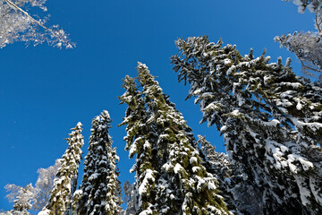 Snowy tall spruce trees tops against the clear blue sky with small snow flakes in the air