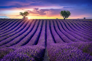 Naklejka na ściany i meble Beautiful lavender field at sunset.