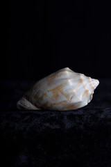 sea shell on a black background 