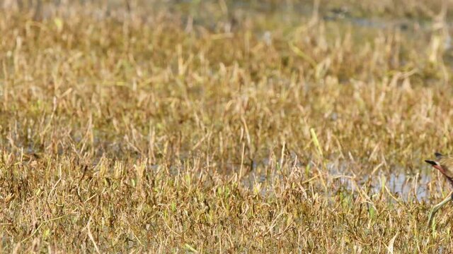 Bronze winged jacana or Metopidius indicus portrait in wetland of keoladeo ghana national park or bharatpur bird sanctuary rajasthan india