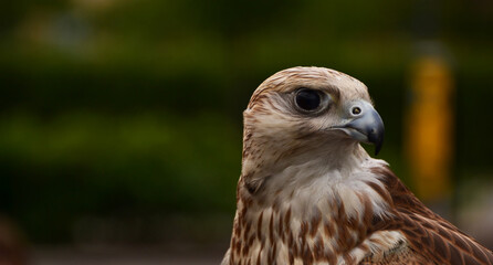 hawk