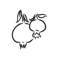 fruit pomegranate set hand drawn vector illustration realistic sketch. garnet vector sketch illustration