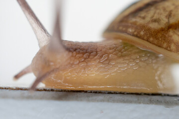 snail on white background