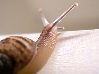 snail on white background