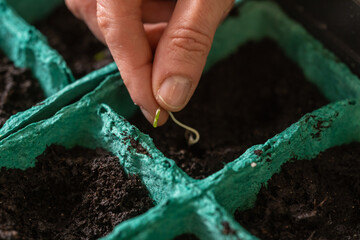Spring sowing of seeds and planting of seedlings of agricultural plants. Women's hands sow sprouted...