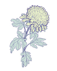 Hand drawn Chrysanthemum flower, stem and leaves isolated on white. Vector pastel colors freehand sketch. Design element for created hand drawn greeting card, poster, package.