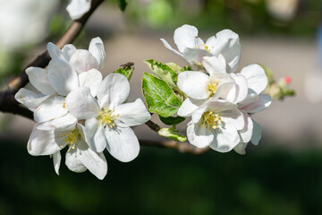 branch with white flowers in spring on a blurred nature background