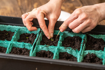 Spring sowing of seeds and planting of seedlings of agricultural plants. Women's hands sow sprouted...