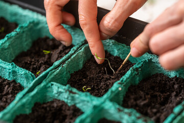 Spring sowing of seeds and planting of seedlings of agricultural plants. Women's hands sow sprouted seeds with green sprouts in containers with moist, fertile soil. Spring planting