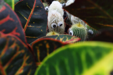 Sale of indoor plants. Decorative cacti with eyes among the leaves of plants and flowers. Home decoration. Growing plants.